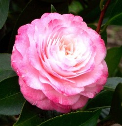 Tammia Camellia, Camellia japonica 'Tammia'